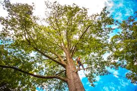 Best Tree Cabling and Bracing  in Sapulpa, OK