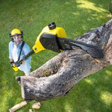 Best Palm Tree Trimming  in Sapulpa, OK