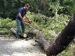 Best Lawn Renovation and Restoration  in Sapulpa, OK