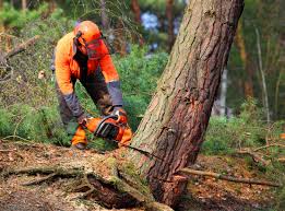 Best Lawn Pest Prevention  in Sapulpa, OK