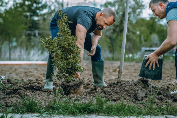 Best Lawn Pest Prevention  in Sapulpa, OK