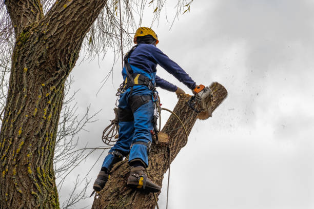 Best Arborist Consultation Services  in Sapulpa, OK