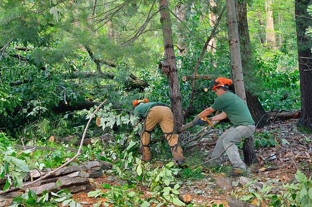Best Tree Health Inspection  in Sapulpa, OK