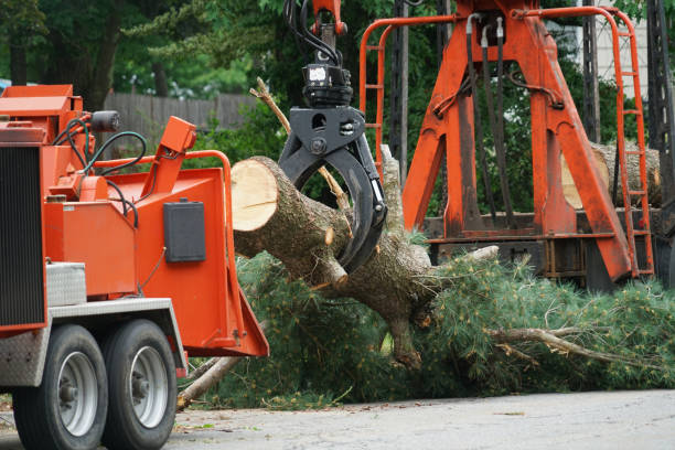 Best Tree Preservation Services  in Sapulpa, OK