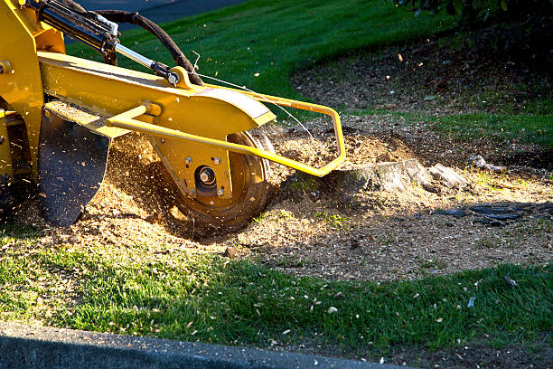 Best Emergency Tree Removal  in Sapulpa, OK