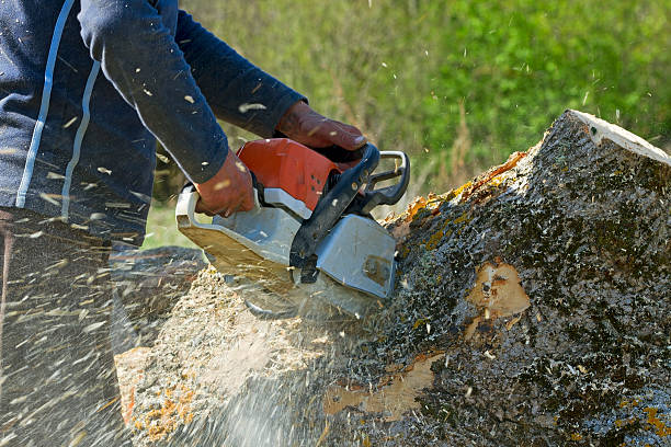 How Our Tree Care Process Works  in  Sapulpa, OK
