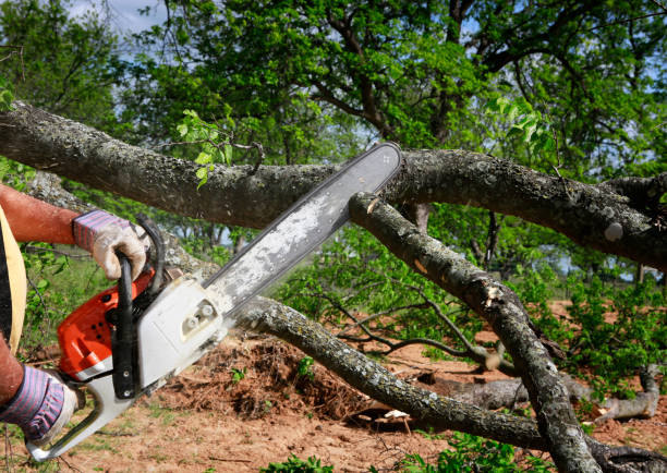 Best Hazardous Tree Removal  in Sapulpa, OK