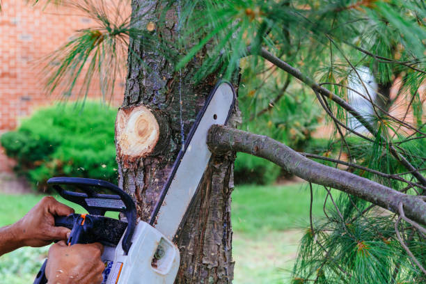 Best Utility Line Clearance  in Sapulpa, OK